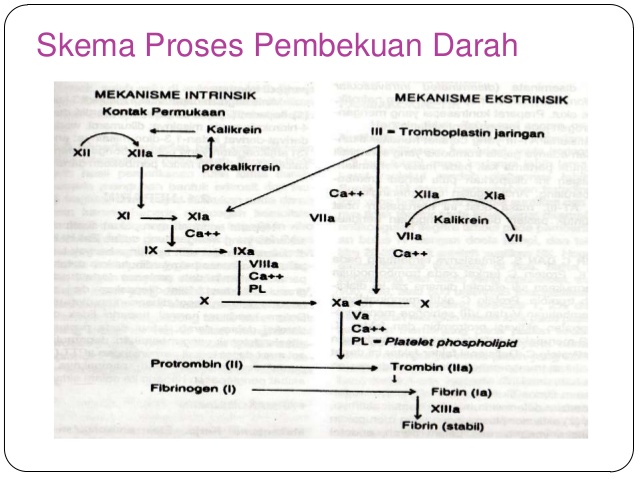 proses pembekuan darah pdf